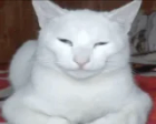 Mewing emote