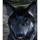 Jake