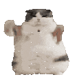 catFat emote