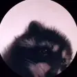 pedroTime emote