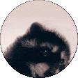 pedroDance emote