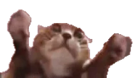 Clappi emote