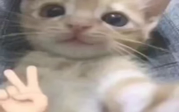 Qqqq emote