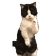 catTime5