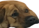 SQUISH emote
