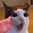 catYap emote