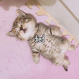 DOID emote
