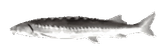 fihSpin