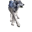 akelaFancy emote