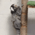 appaShy emote