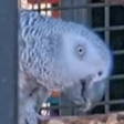 miaCreep emote