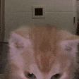 Aura emote