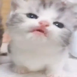 CatLick emote