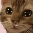 CatMucus emote