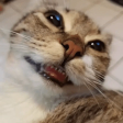 CatSmile emote