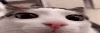pliiinK emote