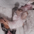 WeinerDown emote
