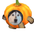 pumpkinFloppy emote