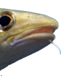 DIDSOMEONESAYCOD emote